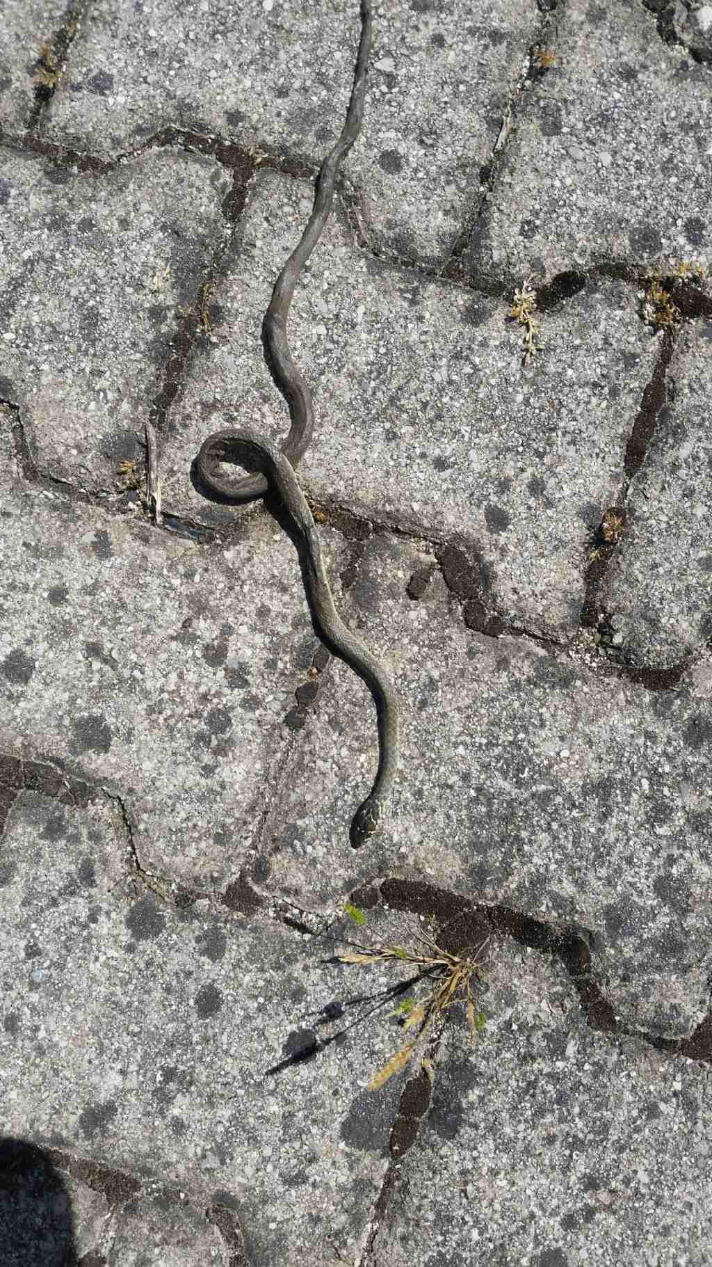 Che serpente ? Un biacco!